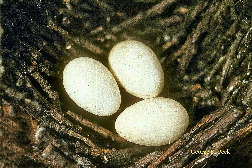 Chimney Swift by Mark Peck Bird Photography is licensed under CC BY-NC-ND 2.0